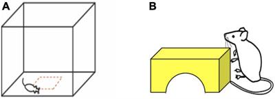 The maturation of exploratory behavior in adolescent Mus spicilegus on two photoperiods